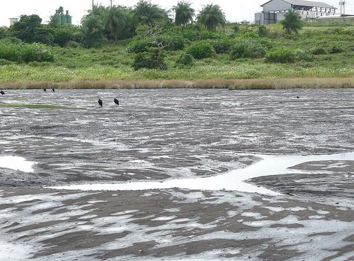 File:Pitch Lake 1.JPG - Wikimedia Commons