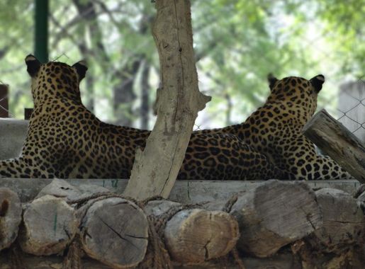 File:VYP Leopard.jpg - Wikimedia Commons