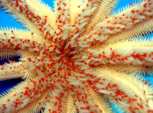Starfish - Wikipedia