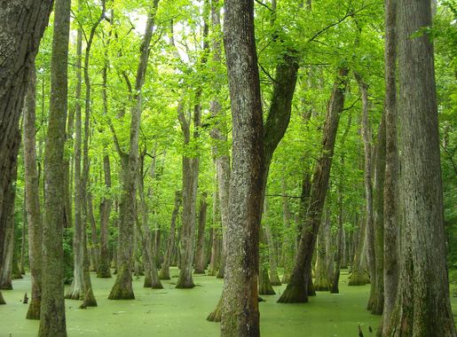 File:Pearl River (Mississippi–Louisiana).jpg - Wikipedia