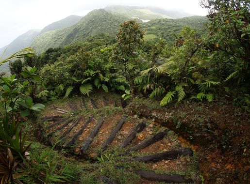 File:Dominica Hiking Path.JPG - Wikipedia