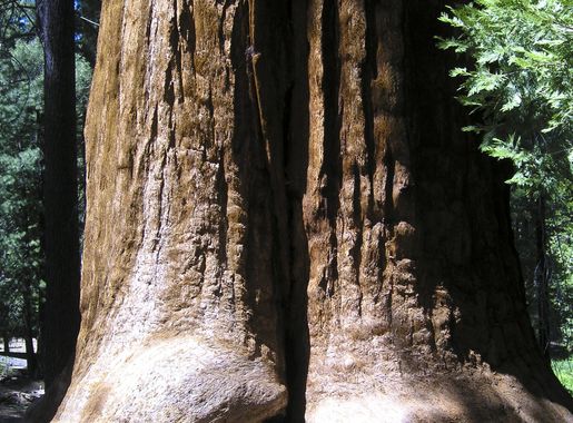 File:Giant sequoia-national-monument-jason-hickey.jpg - Wikipedia