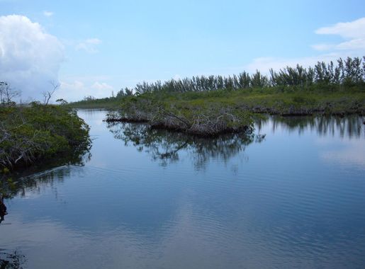 File:Lucayan National Park mangrove swamp.JPG - Wikimedia Commons