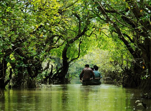 File:Ratargul Swamp Forest, Sylhet..jpg - Wikimedia Commons