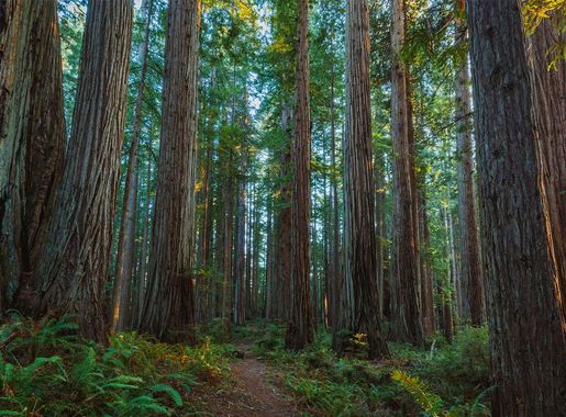 File:Prairie Creek Redwoods State Park.jpg - Wikipedia