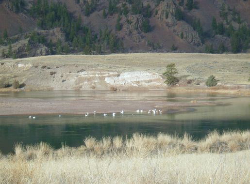 File:Swan in the Flathead River, Montana December.JPG - Wikimedia Commons