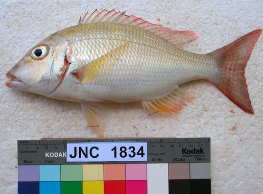 File:Lethrinus lentjan JNC1834.JPG - 维基百科，自由的百科全书
