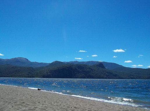 File:Quila Quina,San Martin de los Andes, Argentina.JPG - Wikimedia Commons