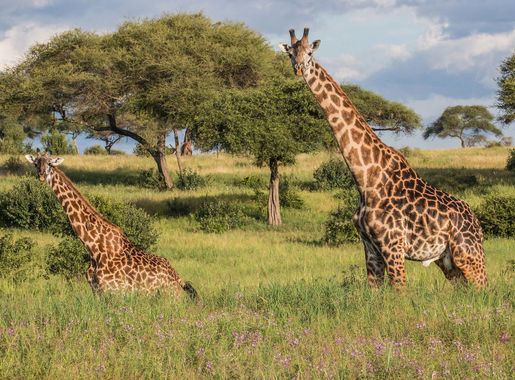 File:Giraffe - Tarangire National Park - Tanzania-5 (34724958650).jpg -  Wikimedia Commons