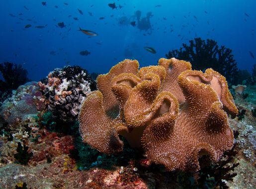 File:Maldives soft coral.jpg - Wikimedia Commons