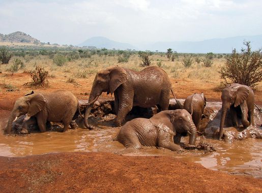File:African Bush Elephant mud bath.png - Wikimedia Commons