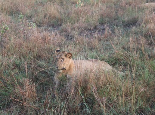 File:Lion in Queen Elizabeth National Park Uganda 02.jpg - Wikimedia Commons