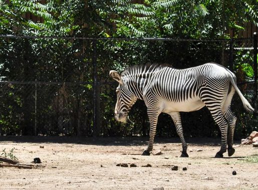 Go wild at the zoo > Buckley Space Force Base > Article Display