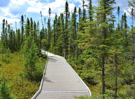 Big Bog State Recreation Area - Wikipedia