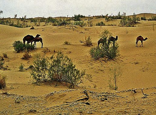 ملف:MAKarakum6.jpg - ويكيبيديا