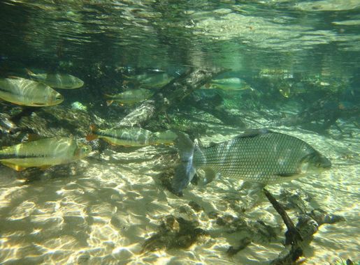 File:Crystal Clear Waters.JPG - Wikimedia Commons