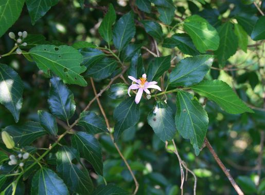 File:Grewia occidentalis 7.jpg - Wikimedia Commons