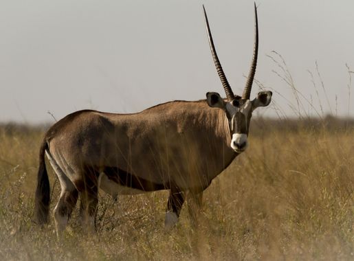 File:Oryx en Nxai Pan.jpg - Wikimedia Commons
