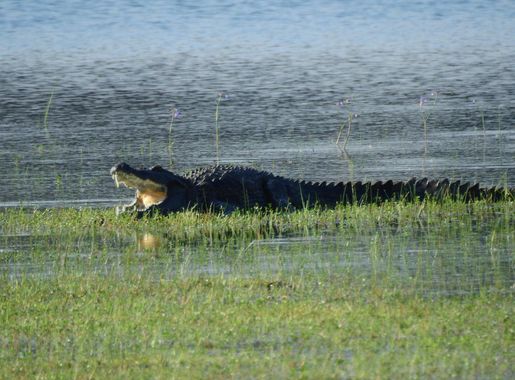 File:WilpattuNationalPark - February 2018 - Mugger crocodile (1).jpg -  Wikimedia Commons