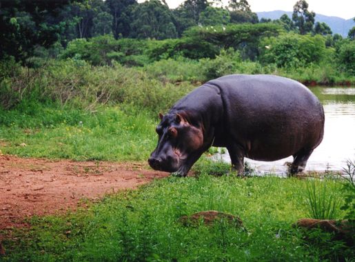 File:Hippo Swaziland.jpg - Wikimedia Commons