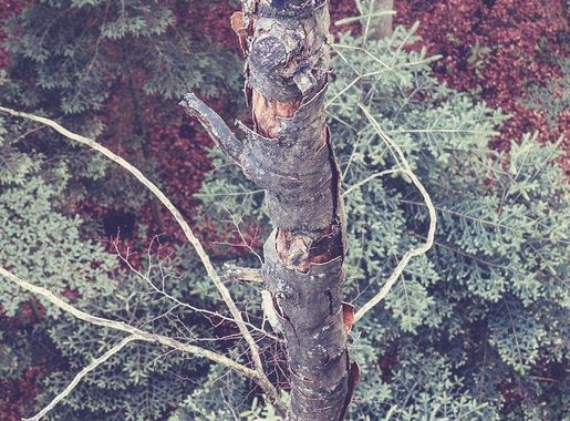 Baumwipfelpfad Bavarian Forest Images | Free Photos, PNG Stickers,  Wallpapers & Backgrounds - rawpixel