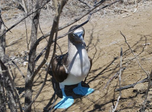 File:Blue-footed Booby at Isla de la Plata.jpg - Wikipedia