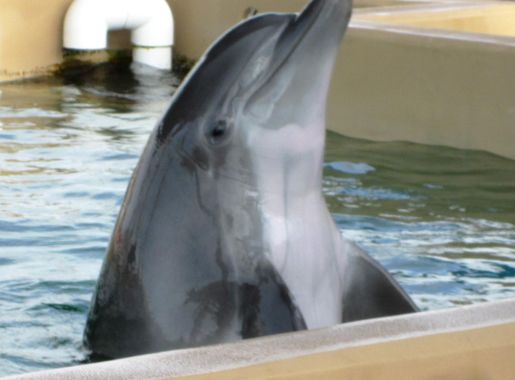 File:Bottlenose dolphin, Nicholas, Clearwater Marine Aquarium, Clearwater,  Florida 2.jpg - Wikimedia Commons