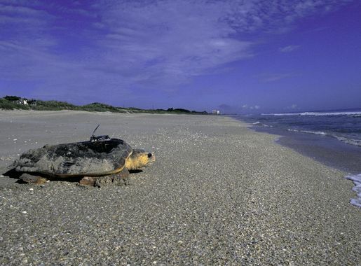 Free picture: loggerhead, sea, turtle