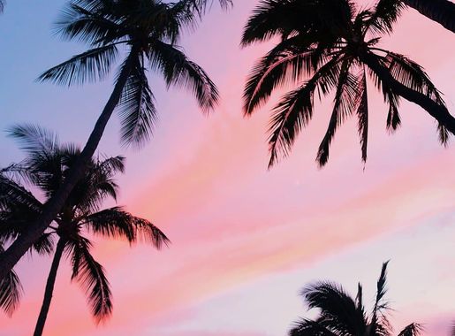 Page 3 | tree coconut 1080P, 2K, 4K, 5K HD wallpapers free download |  Wallpaper Flare