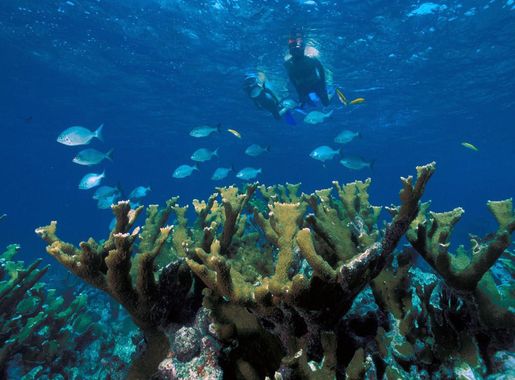 Free Images : sea, ocean, tropical, coral reef, sports, habitat, snorkeling,  scuba diving, natural environment, marine biology, underwater diving, coral  reef fish, elkhorn coral 2100x1500 - - 765124 - Free stock photos - PxHere