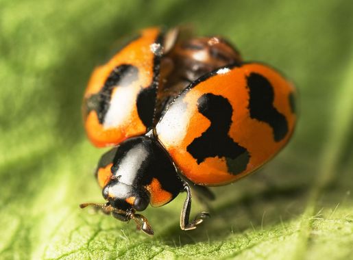 Coccinellidae - Wikipedia