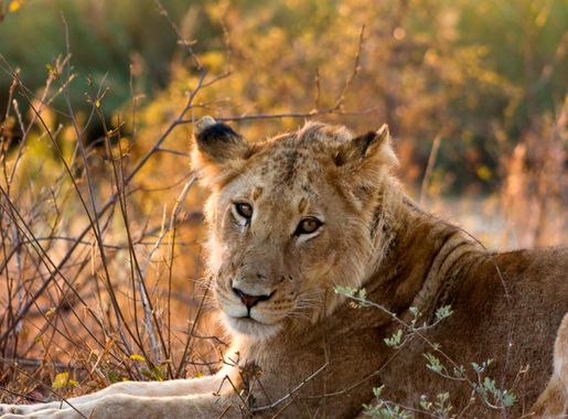 File:Lion Female Kruger National Park.jpg - Wikimedia Commons