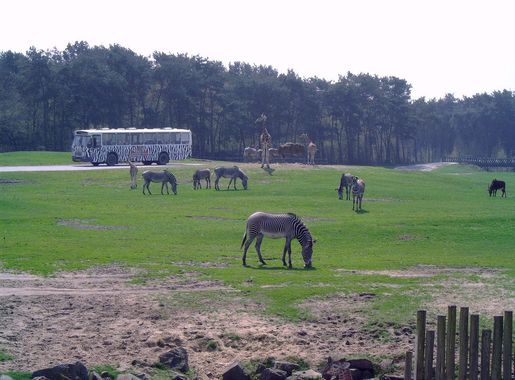 File:Safari Beekse Bergen Inside View Impression.JPG - Wikimedia Commons