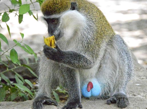 Ekwatorius – Wikipedia, wolna encyklopedia
