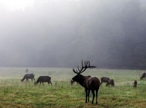File:Elk herd in Cataloochee - panoramio.jpg - Wikimedia Commons