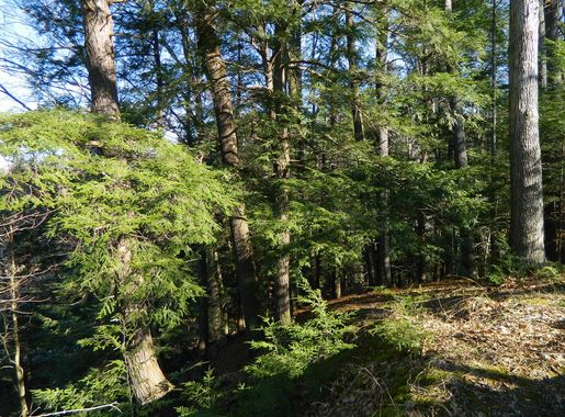 File:Pine Hills Nature Preserve.png - Wikimedia Commons