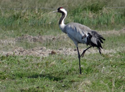 Commons:Photo challenge/2016 - May - Birds in their habitat/Voting -  Wikimedia Commons
