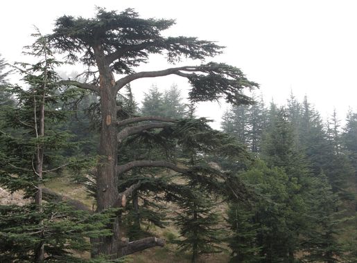 File:Cedar of Lebanon (Cedar of God), Lebanon.jpg - Wikimedia Commons