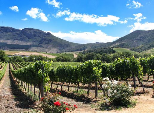 File:Groot Constantia Estate.jpg - Wikimedia Commons