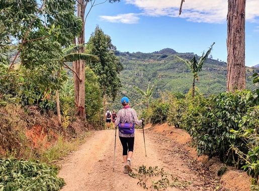 Archivo:Camino de Costa Roca Coffee plantation hike.jpg - Wikipedia, la  enciclopedia libre