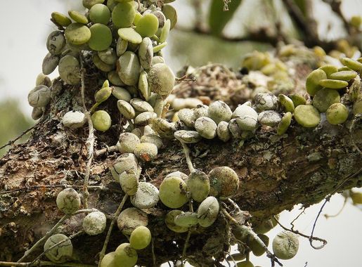 Fichier:Arboreal plant (48885676556).jpg — Wikipédia
