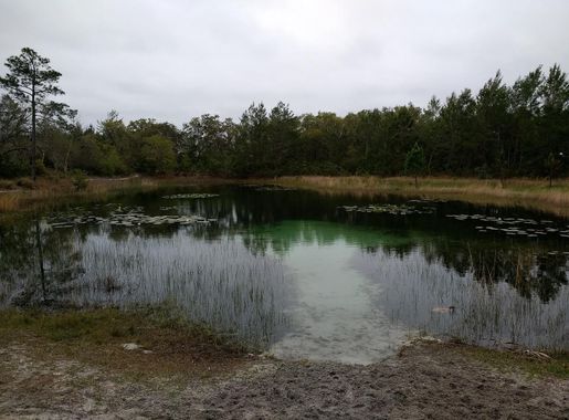 File:Hidden Pond Juniper Prairie Wilderness Ocala National Forest.jpg -  Wikimedia Commons