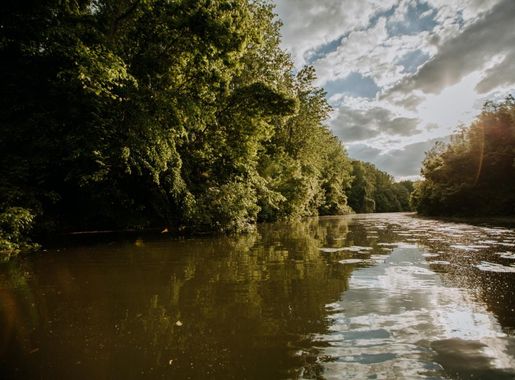 Free picture: lake, swamp, forest, flood, greenery, poplar, water, wood,  landscape, wetland