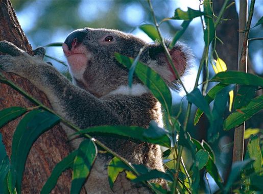 File:Koala (Phascolarctos cinereus) (10018467353).jpg - Wikimedia Commons