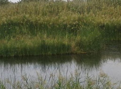File:Azraq Wetlands Banner.jpg - Wikimedia Commons