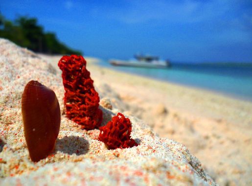 File:Isla Great Santa Cruz53.JPG - Wikimedia Commons