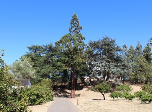 File:Martinez, CA USA - John Muir National Historic Site - panoramio.jpg -  Wikimedia Commons