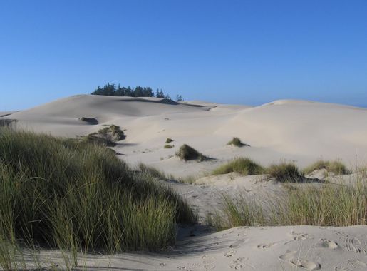 File:USA Oregon Dunes.jpg - Wikipedia