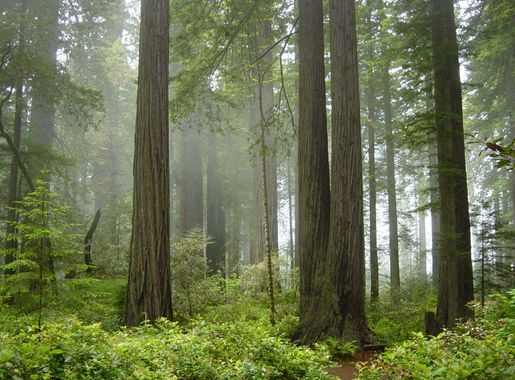 File:Redwood National Park, fog in the forest.jpg - Wikipedia