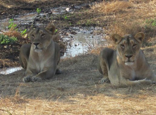 File:Asiatic Lions in Gir, Gujarat.jpg - Wikimedia Commons